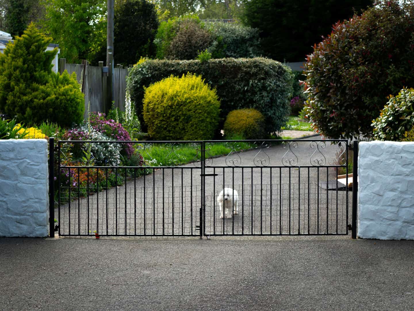 A garden with black metal gates and a little white dog behind the gates